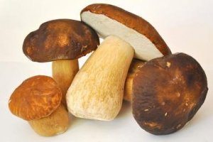 Champignons